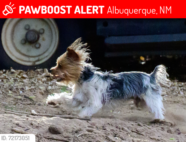 Lost Male Dog last seen Coors and cottonwood , Albuquerque, NM 87105