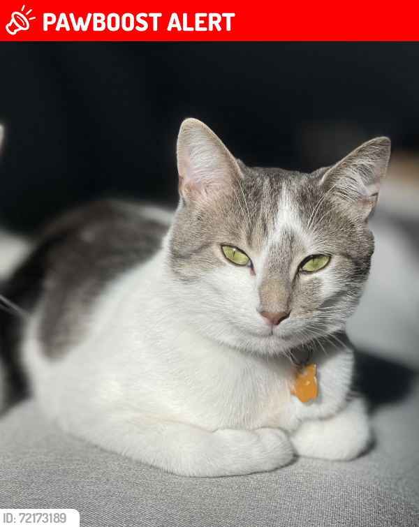 Lost Male Cat last seen Rue du Patrimoine, Vaudreuil-Soulanges, QC J7T