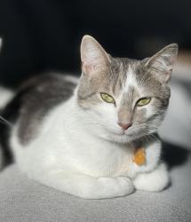 Lost Male Cat last seen Rue du Patrimoine, Vaudreuil-Soulanges, QC J7T