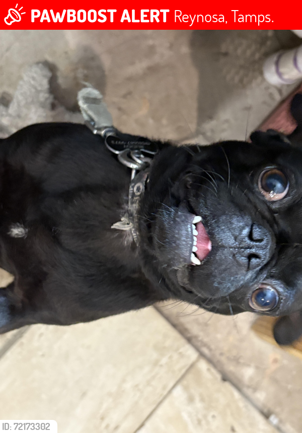 Lost Male Dog last seen Reynosa tamps , Reynosa, Tamps. 78557