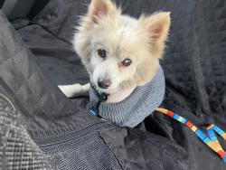 Lost Male Dog last seen Barksdale, Memphis, TN 38114