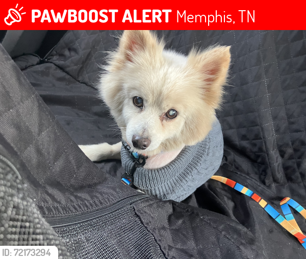 Lost Male Dog last seen Barksdale, Memphis, TN 38114