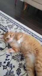 Lost Male Cat last seen Murray drive, Aurora, Ontario, Canada, Aurora, ON 