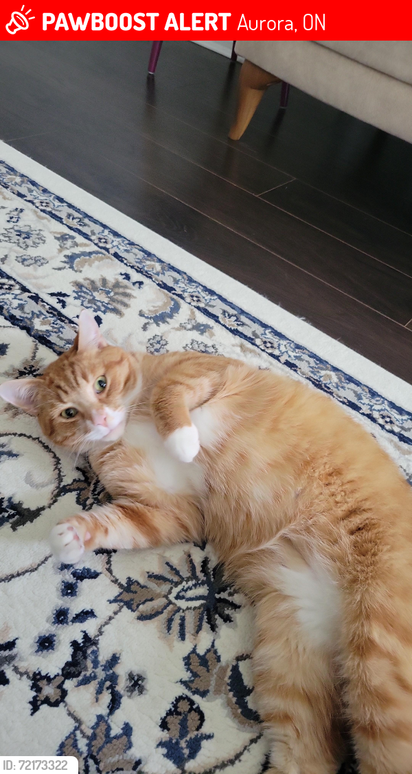 Lost Male Cat last seen Murray drive, Aurora, Ontario, Canada, Aurora, ON 