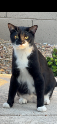 Lost Male Cat last seen N Nocera and Leonessa Ave, Maricopa, AZ 85138