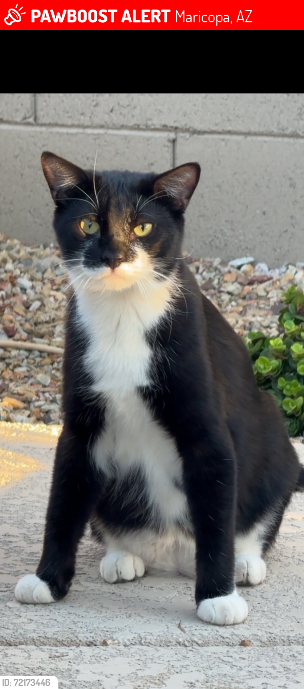 Lost Male Cat last seen N Nocera and Leonessa Ave, Maricopa, AZ 85138