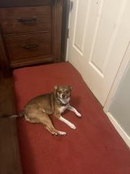 Lost Male Dog last seen S. Third St HWY 61, Memphis, TN 38109