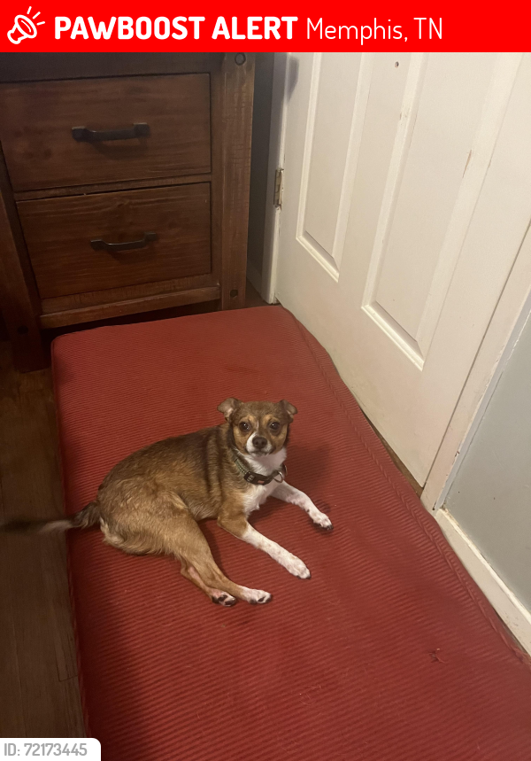 Lost Male Dog last seen S. Third St HWY 61, Memphis, TN 38109