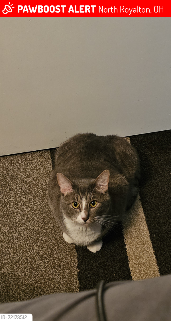 Lost Male Cat last seen Dovor farms, North Royalton, OH 44133