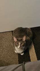 Lost Male Cat last seen Dovor farms, North Royalton, OH 44133