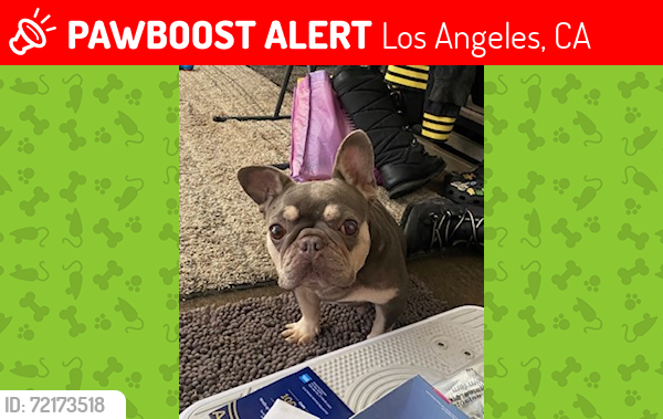 Lost Female Dog last seen OAK & 21st ST, Los Angeles, CA 90007