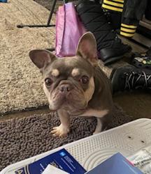 Lost Female Dog last seen OAK & 21st ST, Los Angeles, CA 90007