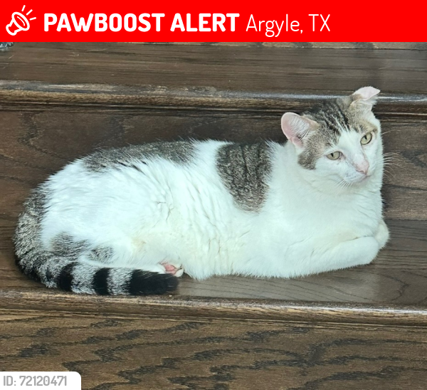 Lost Male Cat last seen Lantana TX, Argyle, TX 76226