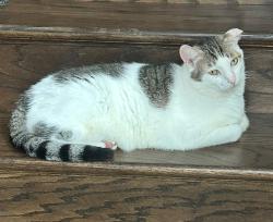 Lost Male Cat last seen Lantana TX, Argyle, TX 76226