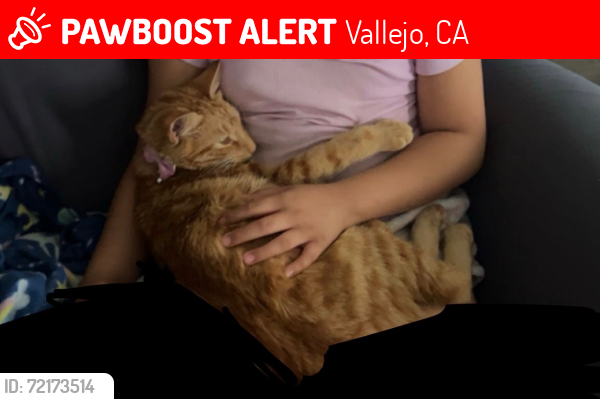 Lost Female Cat last seen Redwood Prwy , Vallejo, CA 94589