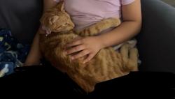 Lost Female Cat last seen Redwood Prwy , Vallejo, CA 94589