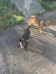 Reunited Male Dog last seen Near 66th St W bldg b, University Place, WA 98467, USA, University Place, WA 98467