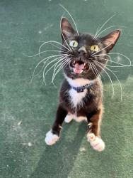 Lost Female Cat last seen Highway 441, Gainesville, FL 32653