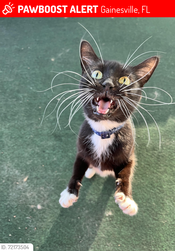 Lost Female Cat last seen Highway 441, Gainesville, FL 32653