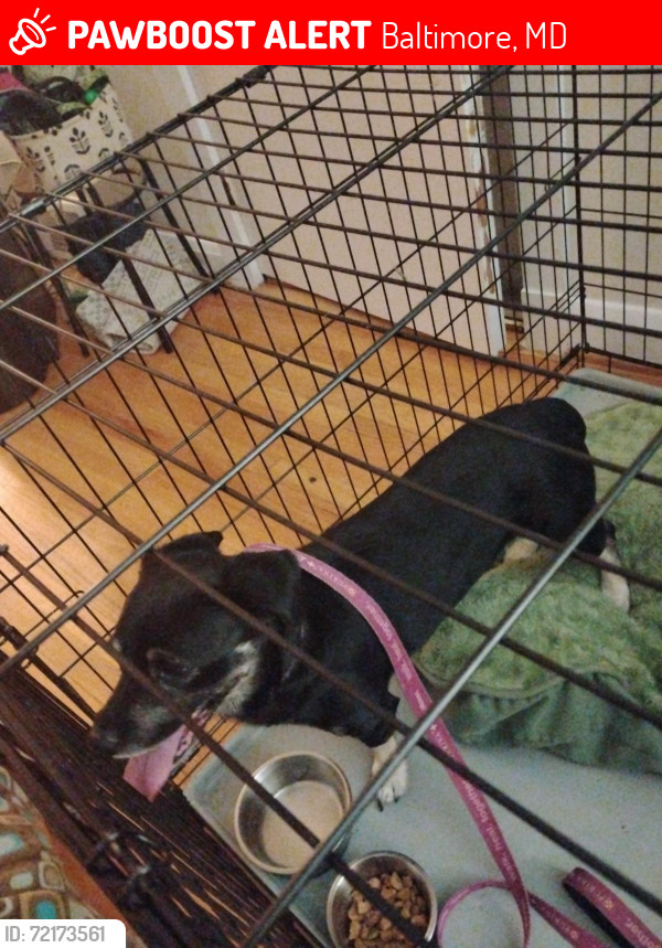 Lost Male Dog last seen Sherwood and limit, Baltimore, MD 21239