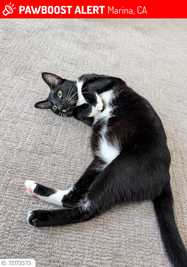 Lost Male Cat last seen Lee Avenue and Morgan Street , Marina, CA 93933