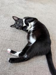 Lost Male Cat last seen Lee Avenue and Morgan Street , Marina, CA 93933
