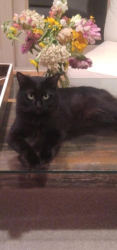 Lost Male Cat last seen East  lansing  Dr 48823, East Lansing, MI 48823