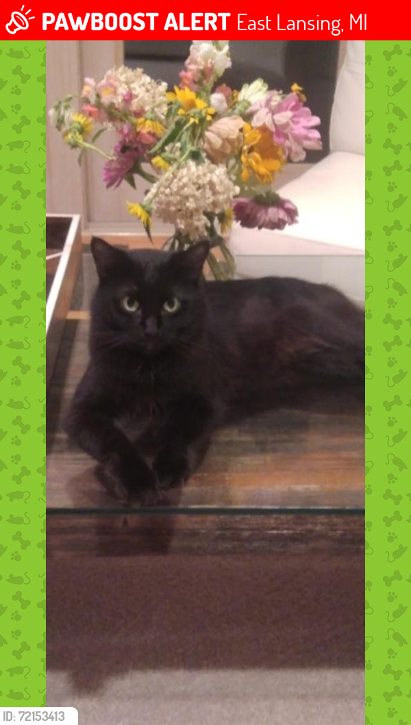 Lost Male Cat last seen East lansing Dr 48823, East Lansing, MI 48823