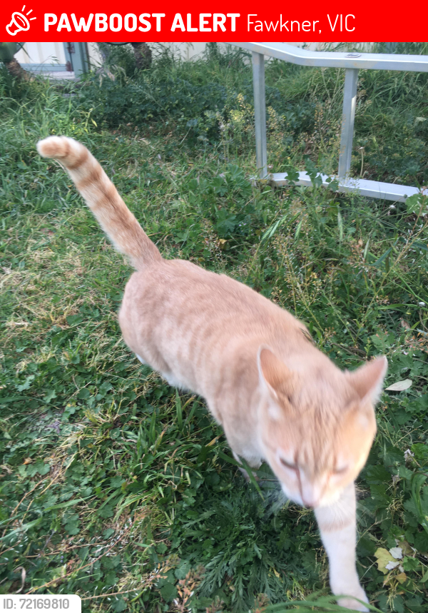 Lost Male Cat last seen Marlborough st and Argyle st, Fawkner, VIC 3060