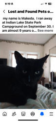 Lost Female Cat last seen Indian Lake State park campground, Lakeview, OH 43331