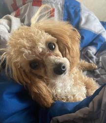 Lost Female Dog last seen York road, Stony Point, NC 28678