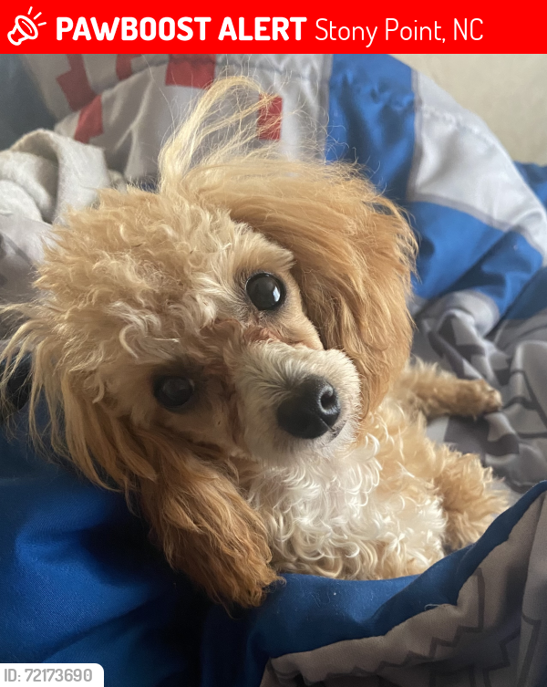 Lost Female Dog last seen York road, Stony Point, NC 28678