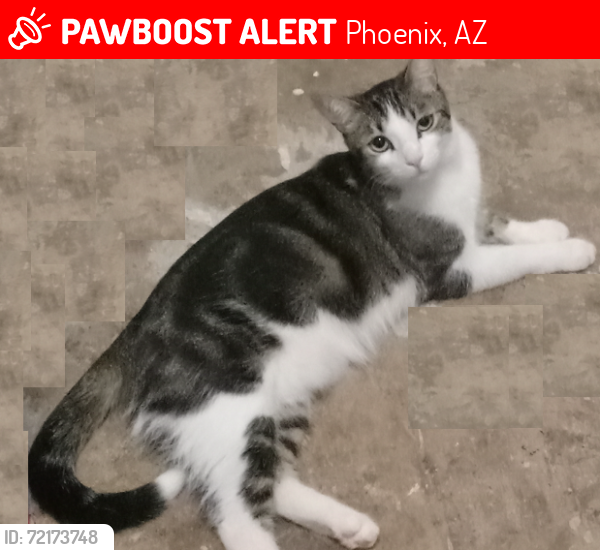 Lost Female Cat last seen 7th Avenue & Camleback, Phoenix, Phoenix, AZ 85013