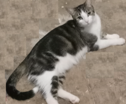 Lost Female Cat last seen 7th Avenue & Camleback, Phoenix, Phoenix, AZ 85013