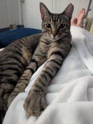Lost Male Cat last seen Marsella ave and Miramar drive, Martinez, GA 30907