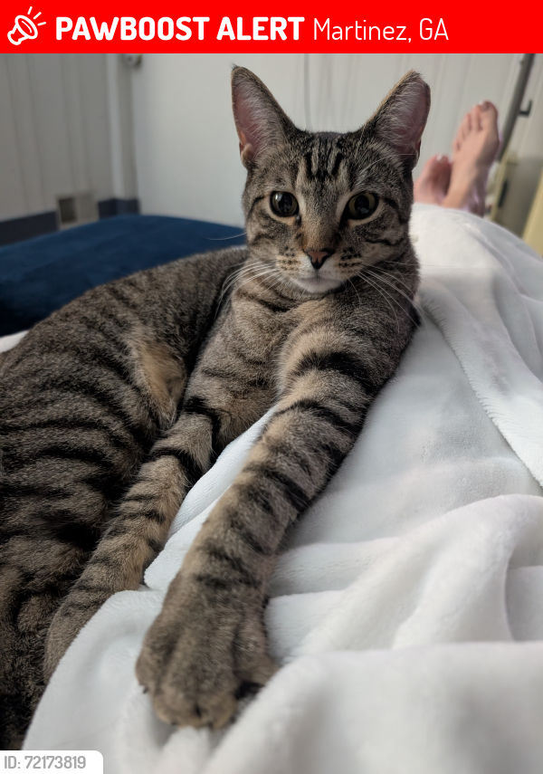 Lost Male Cat last seen Marsella ave and Miramar drive, Martinez, GA 30907