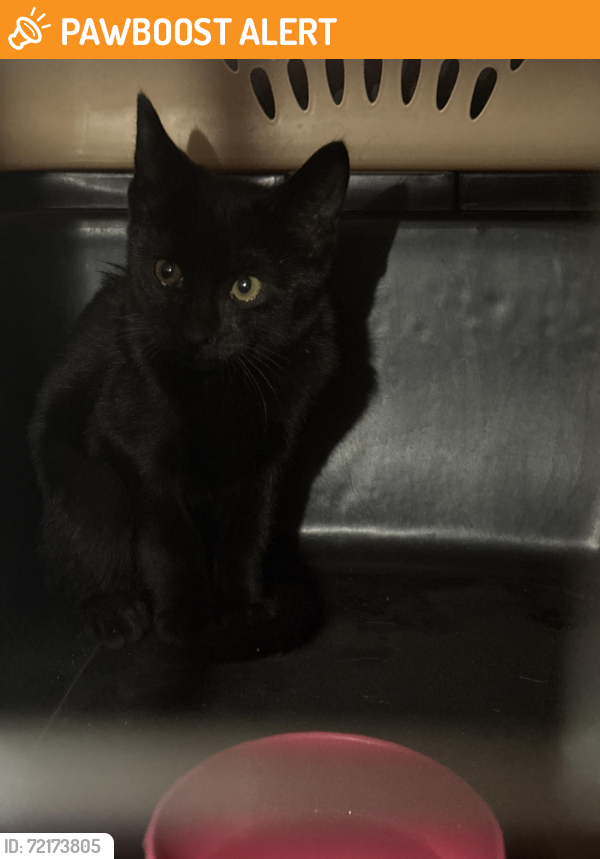 Found/Stray Unknown Cat last seen Daycreek trail, Rancho Cucamonga, CA 91739