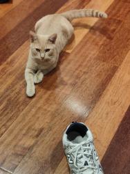 Lost Male Cat last seen Glencairn Street, Mulgrave, VIC, Mulgrave, VIC 3170