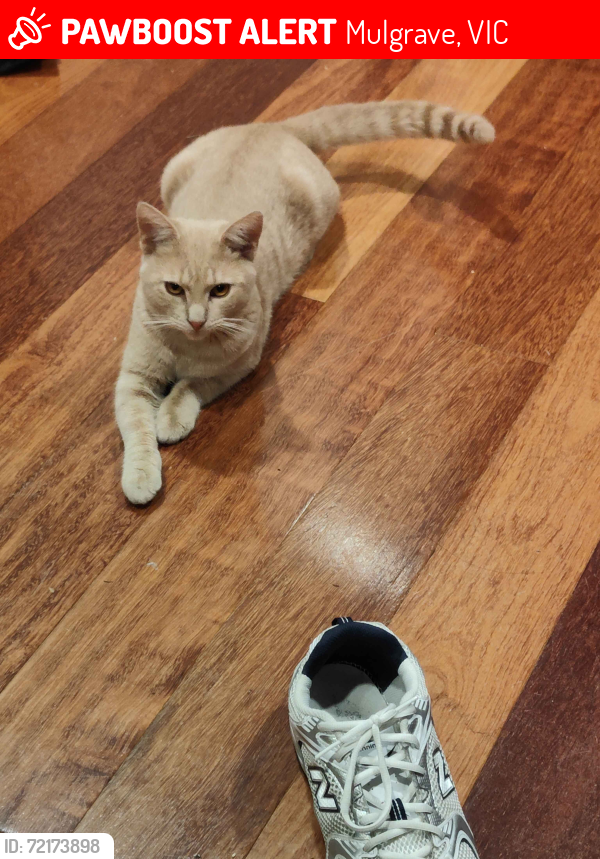 Lost Male Cat last seen Glencairn Street, Mulgrave, VIC, Mulgrave, VIC 3170