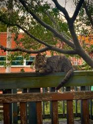 Reunited Female Cat last seen E C ST, Belleville, IL 62220