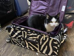 Lost Female Cat last seen Aston Manor school, West Midlands, England B6