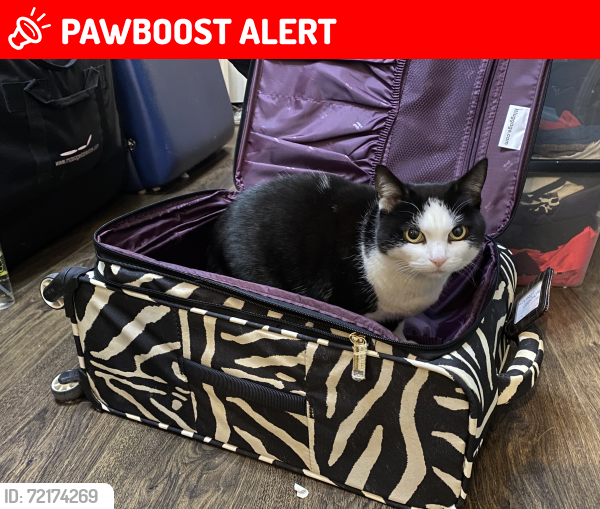 Lost Female Cat last seen Aston Manor school, West Midlands, England B6