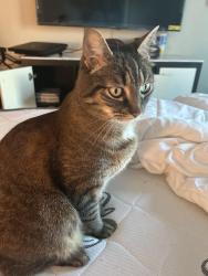 Reunited Male Cat last seen Clinton, Brooklyn, NY 11231