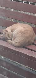 Found/Stray Unknown Cat last seen rue Hodge and rue petit, Montréal, QC H4N