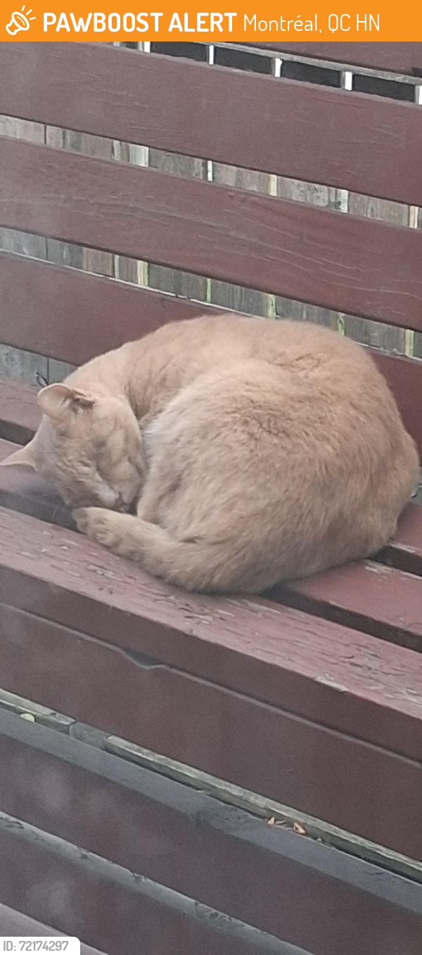 Found/Stray Unknown Cat last seen rue Hodge and rue petit, Montréal, QC H4N