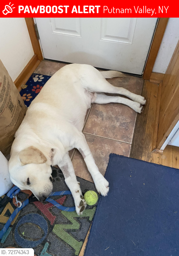 Lost Male Dog last seen Barger st, Putnam Valley, NY 10579