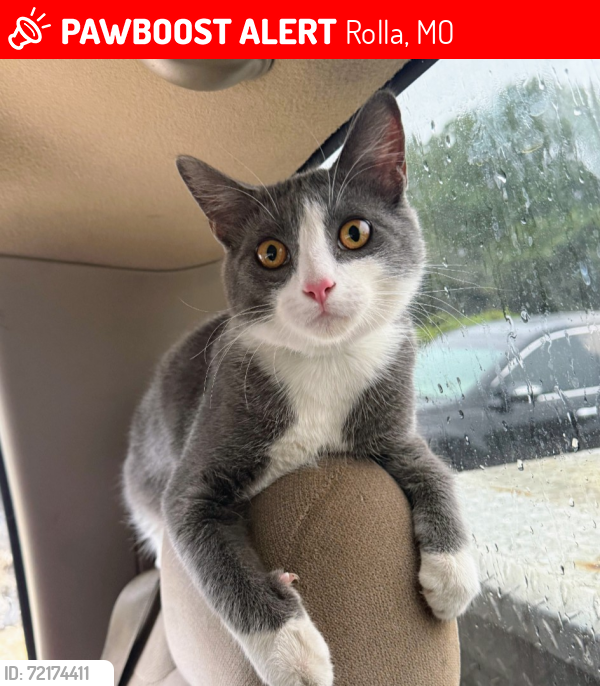 Lost Male Cat last seen South 63 Auto-D&D Towing, Rolla, MO 65401