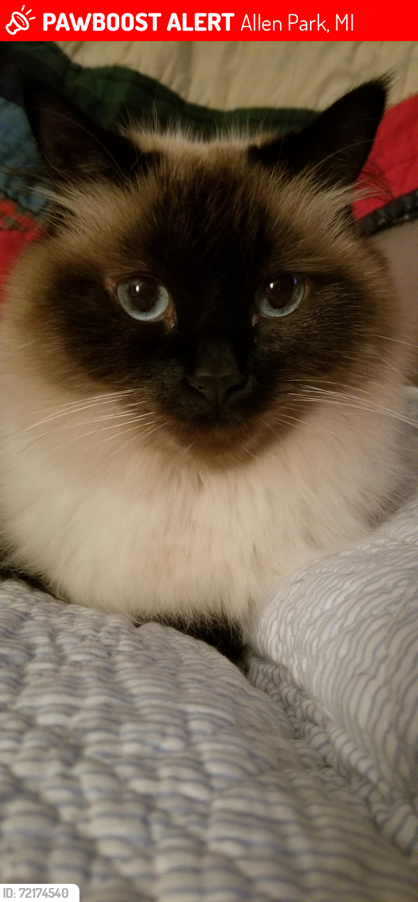 Lost Female Cat last seen Thomas and Quandt, Allen Park, MI 48101
