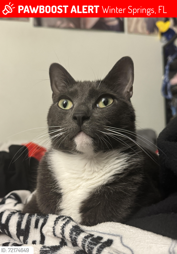 Lost Male Cat last seen Sheoah Blvd, Winter Springs, FL 32708