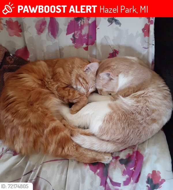 Lost Male Cat last seen At intersection of Melville & Tucker. Cat on left - Tangerine, Hazel Park, MI 48030